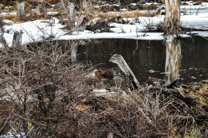 DSC_0178