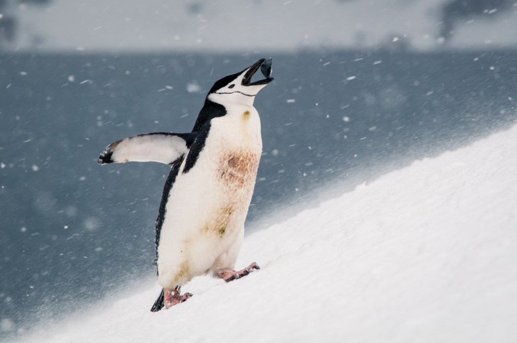 Photogallery: Birds of Southamerica and&nbsp;Antarctica