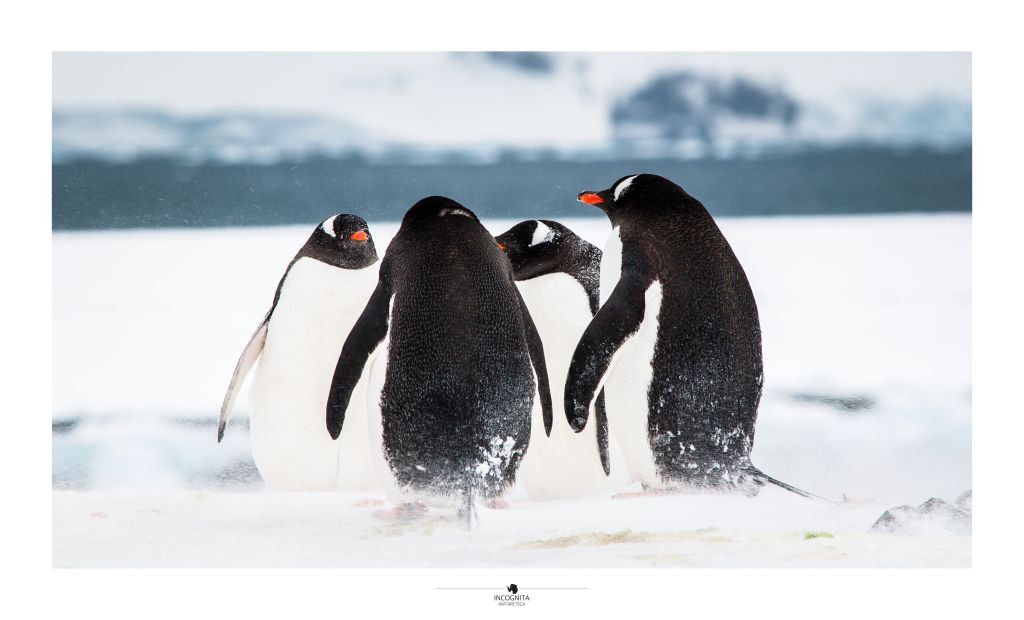 INCOGNITA Antarctica