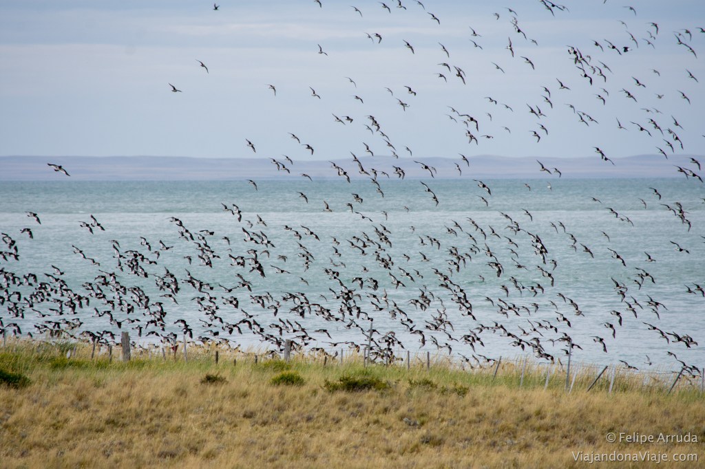Birdwatching en Bahía Lomas (Tierra del&nbsp;Fuego)