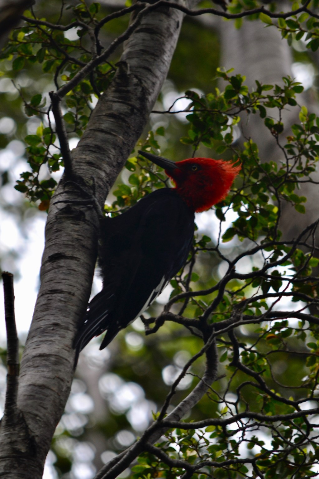 Aves de la región de magallanes&nbsp;(chile)