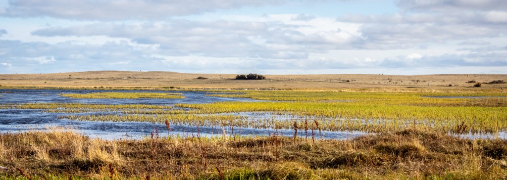Observación de aves Humedal San&nbsp;Gregorio