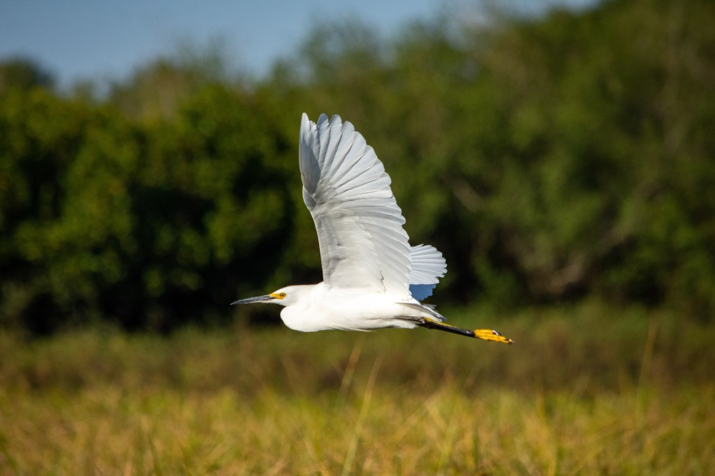 Amazonia & Pantanal&nbsp;Brazil